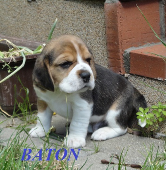 BEAGLE szczenięta z rodowodem FCI